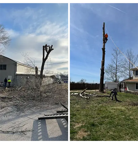 C & G Tree Service Inc.