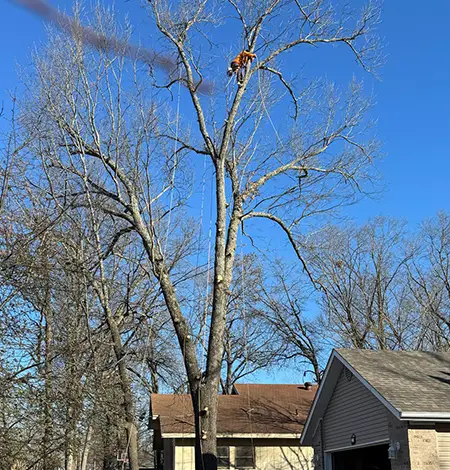 C & G Tree Service Inc.