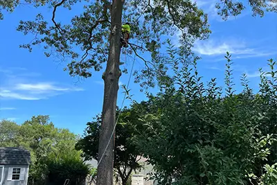 Pruning